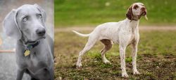Weimaraner vs Braque du Bourbonnais - Breed Comparison