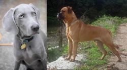 Weimaraner vs Bullmastiff - Breed Comparison