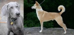 Weimaraner vs Canaan Dog - Breed Comparison