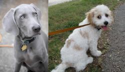 Weimaraner vs Cavachon - Breed Comparison
