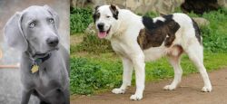 Weimaraner vs Central Asian Shepherd - Breed Comparison