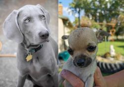 Weimaraner vs Chihuahua - Breed Comparison