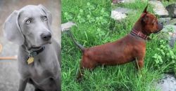 Weimaraner vs Chinese Chongqing Dog - Breed Comparison