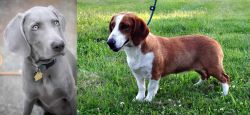 Weimaraner vs Drever - Breed Comparison