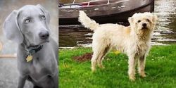 Weimaraner vs Dutch Smoushond - Breed Comparison