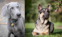 Weimaraner vs East European Shepherd - Breed Comparison