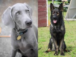 Weimaraner vs East German Shepherd - Breed Comparison