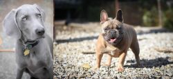 Weimaraner vs French Bulldog - Breed Comparison