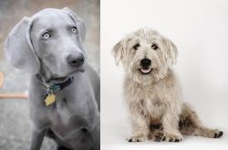 Weimaraner vs Glen of Imaal Terrier - Breed Comparison