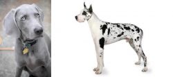 Weimaraner vs Great Dane - Breed Comparison