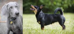 Weimaraner vs Lancashire Heeler - Breed Comparison