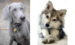 Weimaraner vs Miniature Siberian Husky - Breed Comparison
