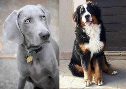 Weimaraner vs Mountain Burmese - Breed Comparison