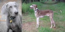 Weimaraner vs Mudhol Hound - Breed Comparison