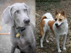 Weimaraner vs Norrbottenspets - Breed Comparison