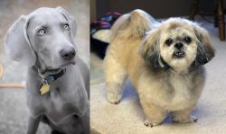 Weimaraner vs PekePoo - Breed Comparison