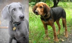 Weimaraner vs Polish Hound - Breed Comparison