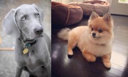 Weimaraner vs Pomeranian - Breed Comparison