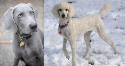 Weimaraner vs Poodle - Breed Comparison