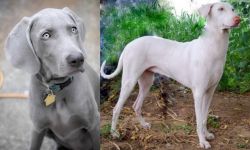 Weimaraner vs Rajapalayam - Breed Comparison