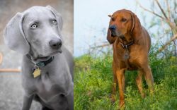Weimaraner vs Redbone Coonhound - Breed Comparison