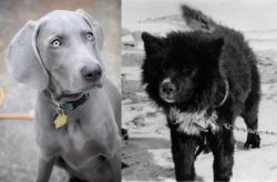 Weimaraner vs Sakhalin Husky - Breed Comparison