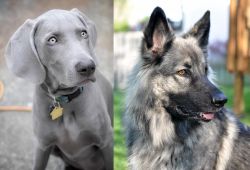 Weimaraner vs Shiloh Shepherd - Breed Comparison