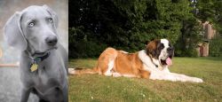 Weimaraner vs St. Bernard - Breed Comparison