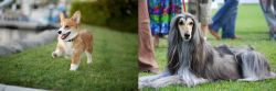 Welsh Corgi vs Afghan Hound - Breed Comparison