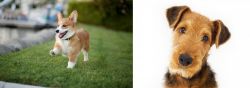 Welsh Corgi vs Airedale Terrier - Breed Comparison
