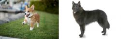 Welsh Corgi vs Belgian Shepherd - Breed Comparison