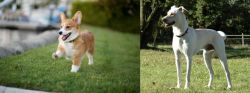 Welsh Corgi vs Cretan Hound - Breed Comparison