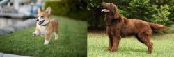 Welsh Corgi vs Flat-Coated Retriever - Breed Comparison