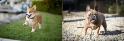 Welsh Corgi vs French Bulldog - Breed Comparison