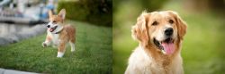Welsh Corgi vs Golden Retriever - Breed Comparison