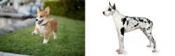 Welsh Corgi vs Great Dane - Breed Comparison