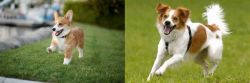 Welsh Corgi vs Kromfohrlander - Breed Comparison