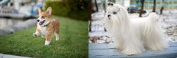 Welsh Corgi vs Maltese - Breed Comparison