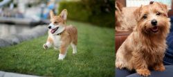 Welsh Corgi vs Norfolk Terrier - Breed Comparison