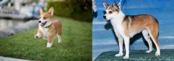 Welsh Corgi vs Norwegian Lundehund - Breed Comparison