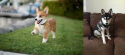 Welsh Corgi vs Pomsky - Breed Comparison