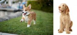 Welsh Corgi vs Spinone Italiano - Breed Comparison