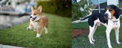 Welsh Corgi vs Treeing Walker Coonhound - Breed Comparison
