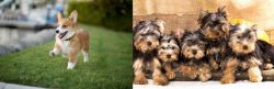 Welsh Corgi vs Yorkshire Terrier - Breed Comparison