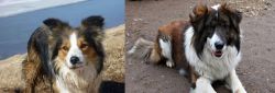 Welsh Sheepdog vs Aidi - Breed Comparison