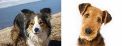 Welsh Sheepdog vs Airedale Terrier - Breed Comparison