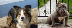 Welsh Sheepdog vs American Bully - Breed Comparison