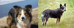Welsh Sheepdog vs Austrailian Blue Heeler - Breed Comparison