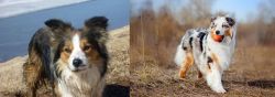 Welsh Sheepdog vs Australian Shepherd - Breed Comparison