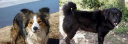 Welsh Sheepdog vs Bakharwal Dog - Breed Comparison